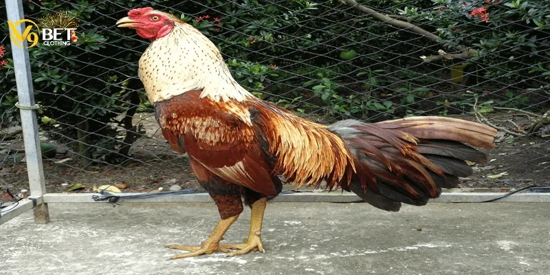 Tầm quan trọng của việc coi ngày đá gà