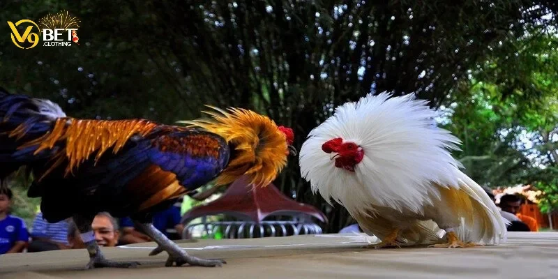 Hướng dẫn cách coi ngày đá gà chuẩn xác mà ai cũng muốn biết