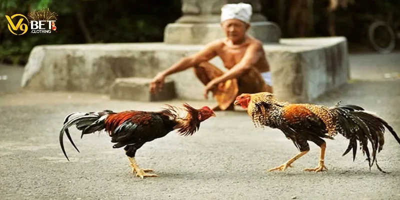 Kinh nghiệm đặt cược hiệu quả trong đá gà miền Tây