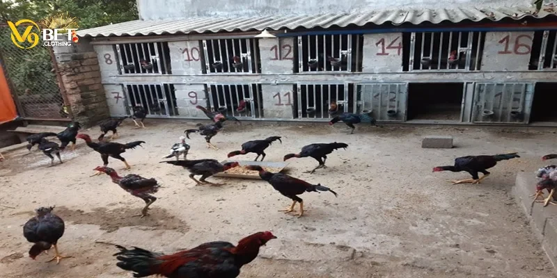 Vai trò của trại đá gà trong cá cược