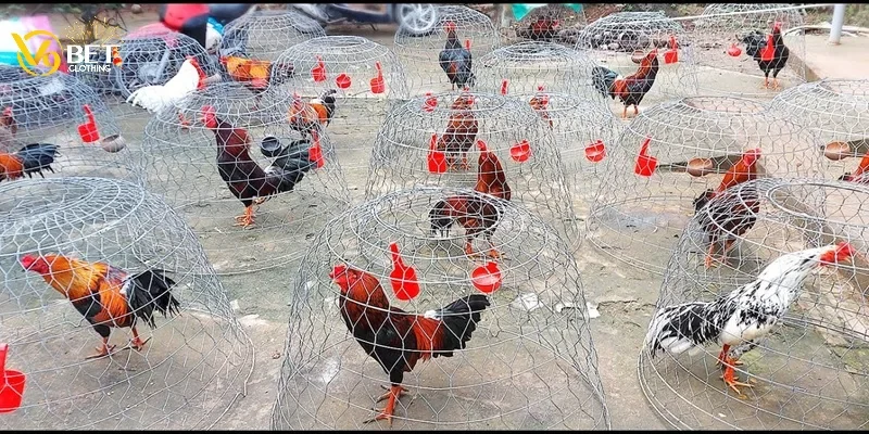 Trại Đá Gà - Cập Nhật Thông Tin Về Các Nhà Cung Cấp Kê