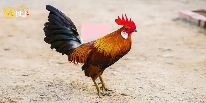 Thời tiết có thể ảnh hưởng trực tiếp đến tình trạng gà đá
